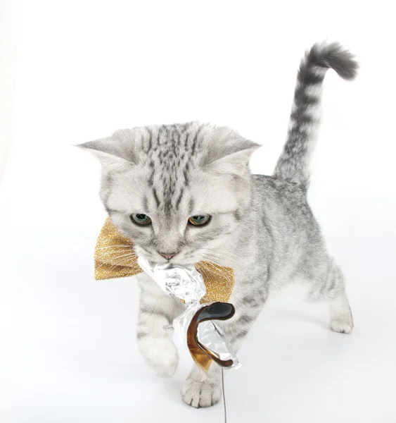 Prata tabby escocês dobrar gatinho brincando com um brinquedo — Fotografia de Stock