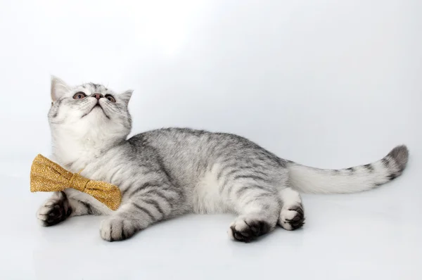 Silver tabby Scottish cat with golden bow tie — Stock Photo, Image