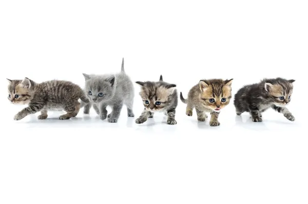Grupo de gatinhos caminhando juntos. Tiro no estúdio. Isolados Imagem De Stock