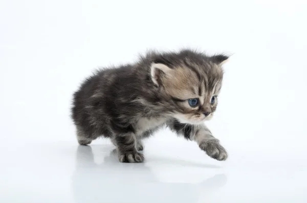 Маленький шотландский прямоходящий котёнок — стоковое фото