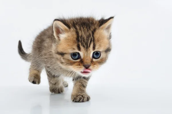 Pequeno gatinho escocês em linha reta andando em direção — Fotografia de Stock