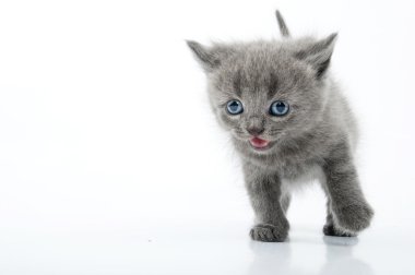 İskoç düz kitten çalışan