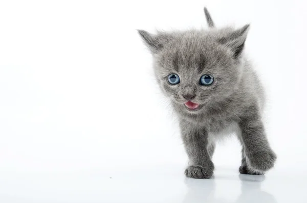 Schottisches Laufkätzchen — Stockfoto