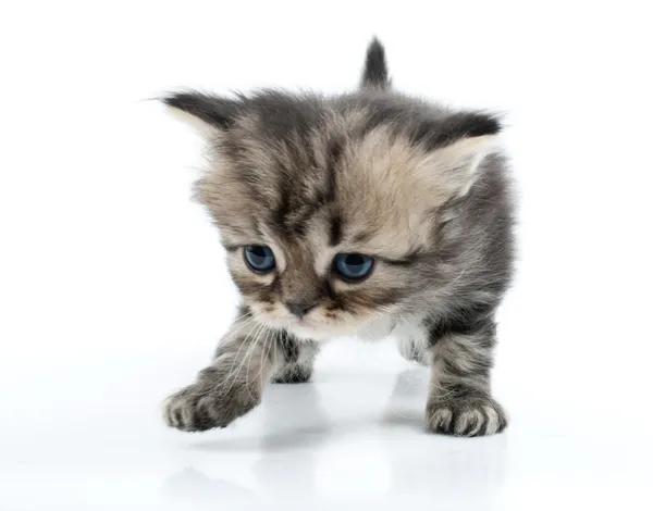 Cute Scottish straight kitten moving along — Stock Photo, Image