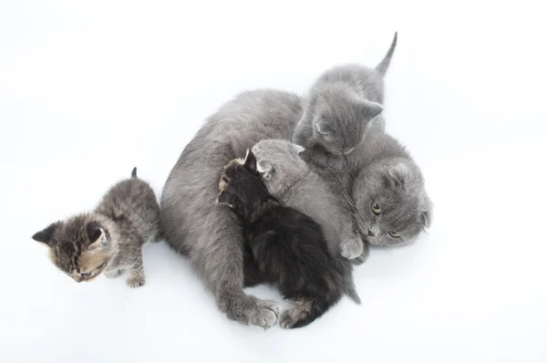 Kotka, karmienia jej cztery kocięta — Zdjęcie stockowe