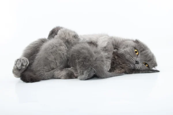 Familie portret van Schotse vouwen katten — Stockfoto