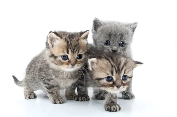 Isolated portrait of kittens walking together — Stock Photo, Image