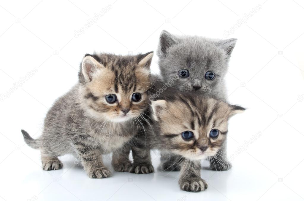 isolated portrait of kittens walking together