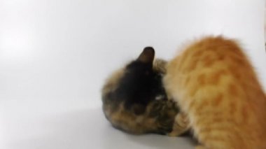 Kedi yavruları birlikte oynuyor.