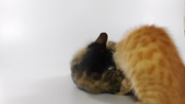 Gatitos jugando juntos — Vídeo de stock