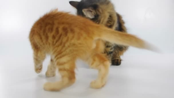 Gatitos jugando juntos — Vídeo de stock