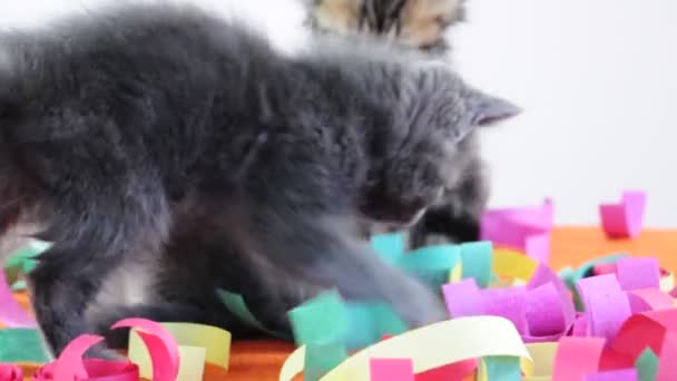 Grupo de gatitos pequeños jugando juntos — Vídeo de stock