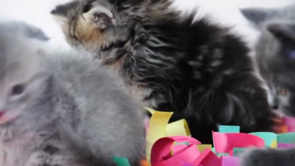 Группа маленьких котят играет вместе — стоковое видео
