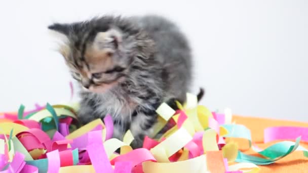 Groep van kleine kittens samen spelen — Stockvideo