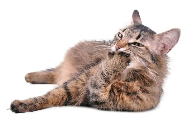 Beautiful grey mixed-breed pregnant cat licking her paw — Stock Photo, Image