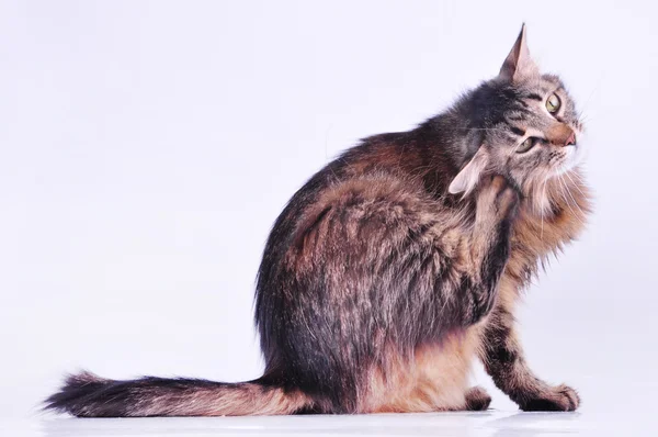 Bela cinza grávida gato coçando sua orelha — Fotografia de Stock