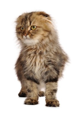 İskoç kedi yavrusu