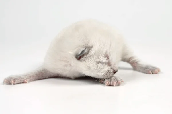 Newborn kitten — Stock Photo, Image