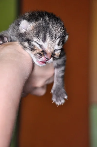 갓 태어난 새끼 고양이 — 스톡 사진