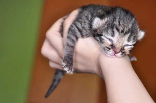 Nyfödd kattunge — Stockfoto