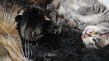 küçük newborn yavru kedi ile kedi