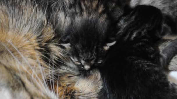 Pisica cu pisoi mici nou-născuți — Videoclip de stoc