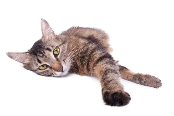 Beautiful gray mixed-breed cat relaxing — Stock Photo, Image