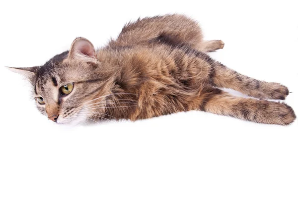 Hermoso gris mestizo embarazada gato relajante — Foto de Stock