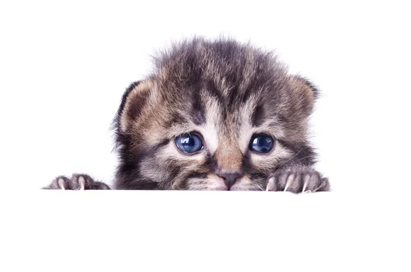 Little 14 days old kitten hiding — Stock Photo, Image