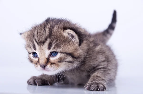 Pouco 2 semanas de idade gatinho — Fotografia de Stock