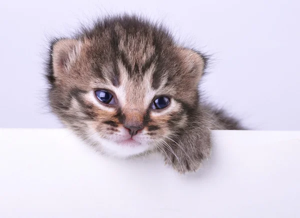 Little 2 weeks old kitten with a space board — Stock Photo, Image