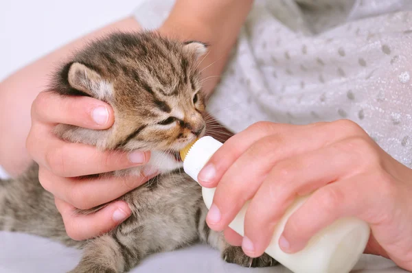 Criança alimentando pequeno gatinho da garrafa — Fotografia de Stock