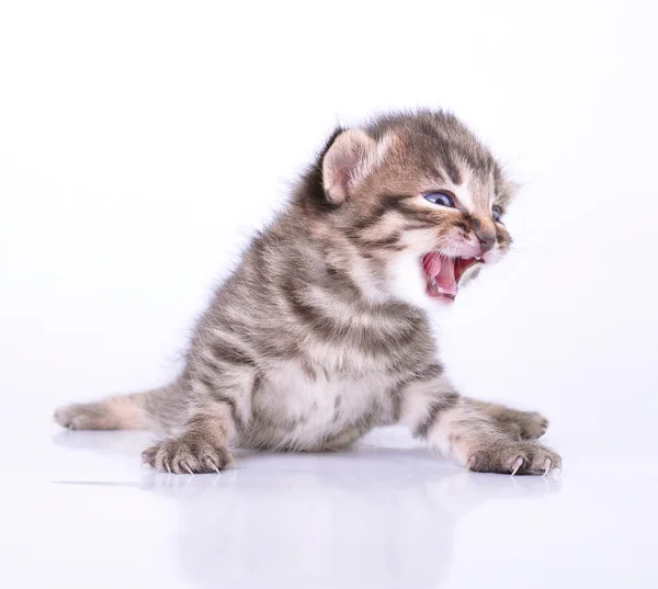 Pouco 2 semanas de idade gatinho — Fotografia de Stock