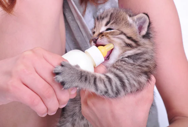 Child feeding small kitten from the bottle — Stock Photo, Image