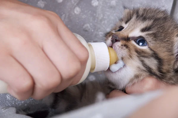 Niña alimentando a gatito pequeño del biberón —  Fotos de Stock