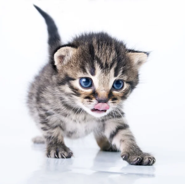 Kleine 2 weken oude kitten — Stockfoto