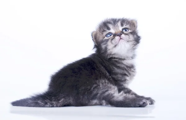 Little 2 weeks old kitten — Stock Photo, Image