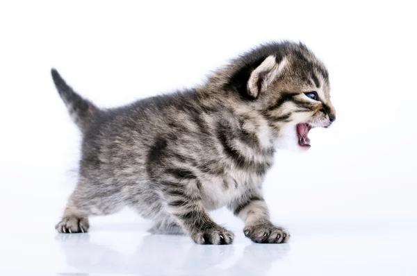 Little 2 weeks old kitten — Stock Photo, Image