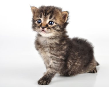 oturan güzel şirin 20 gün eski yavru kedi