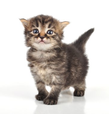 güzel şirin 20 gün eski yavru kedi