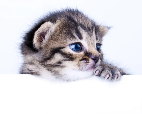 Little 2 weeks old kitten — Stock Photo, Image