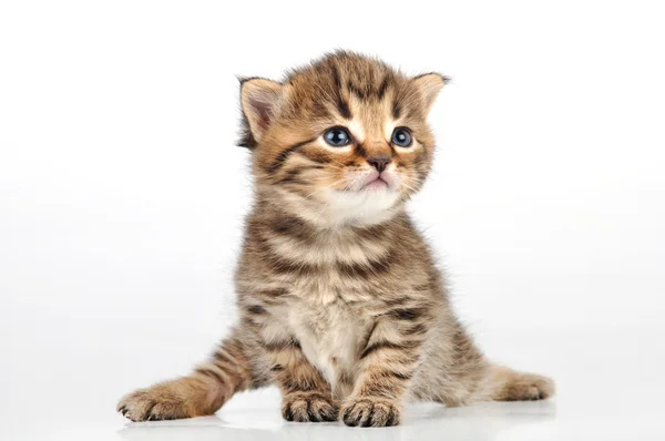 Hermoso lindo 20 días viejo gatito sentado — Foto de Stock