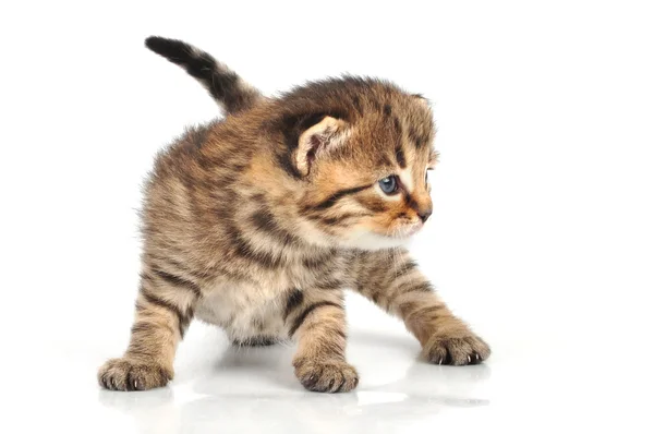 Hermoso lindo 20 días viejo gatito sentado — Foto de Stock