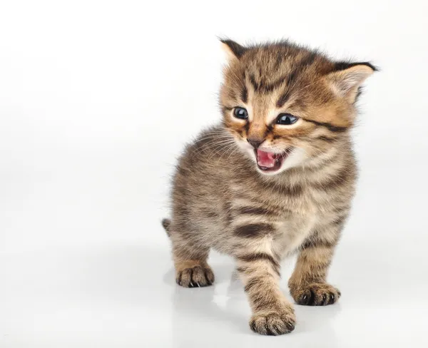 Irritado mewoing bonito bonito 20 dias velho gatinho sentado — Fotografia de Stock