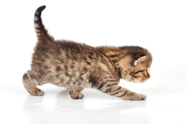 Красивый симпатичный 20-дневный котенок охоты — стоковое фото