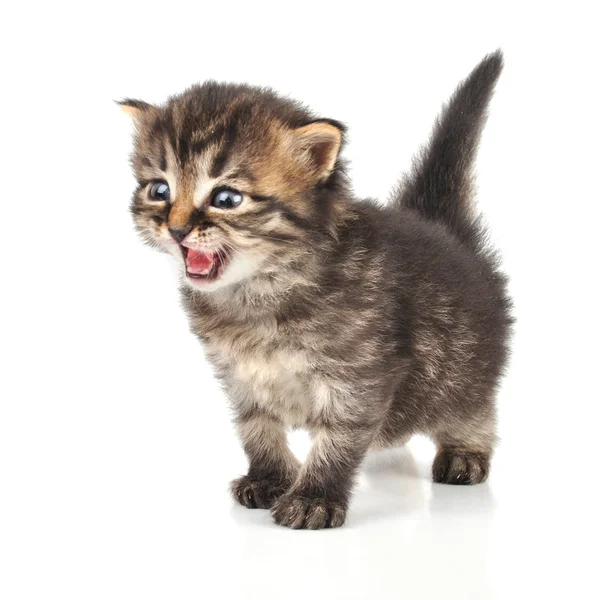 Beautiful cute 20 days old kitten — Stock Photo, Image