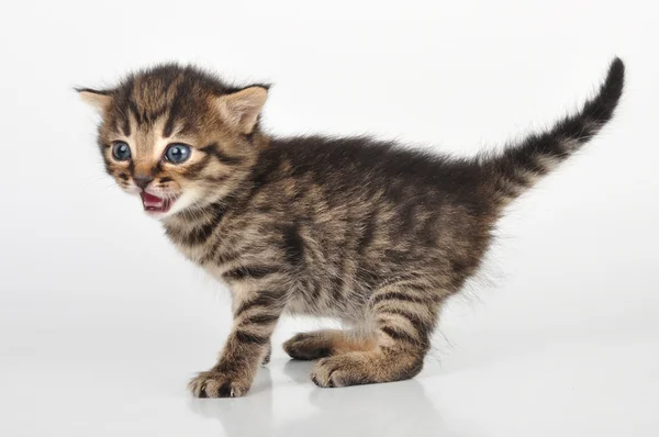 Beautiful cute 20 days old kitten — Stock Photo, Image