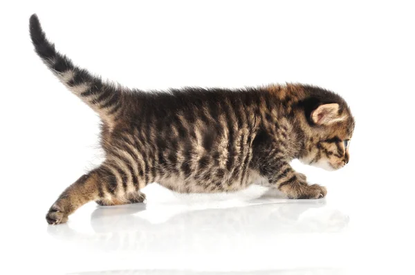 Hermoso lindo 20 días viejo gatito yendo a un lado — Foto de Stock