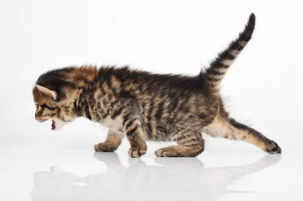 Симпатичный 20-дневный котенок, гуляющий рядом — стоковое фото