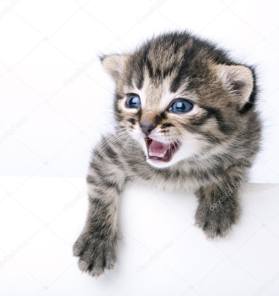 Little 2 weeks old kitten — Stock Photo © Cherry-Merry ...